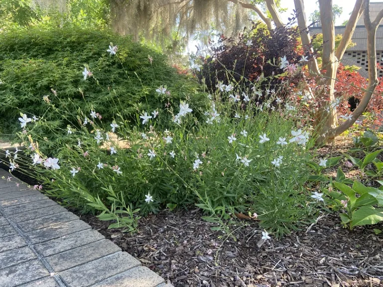 Gaura lindheimeri deals